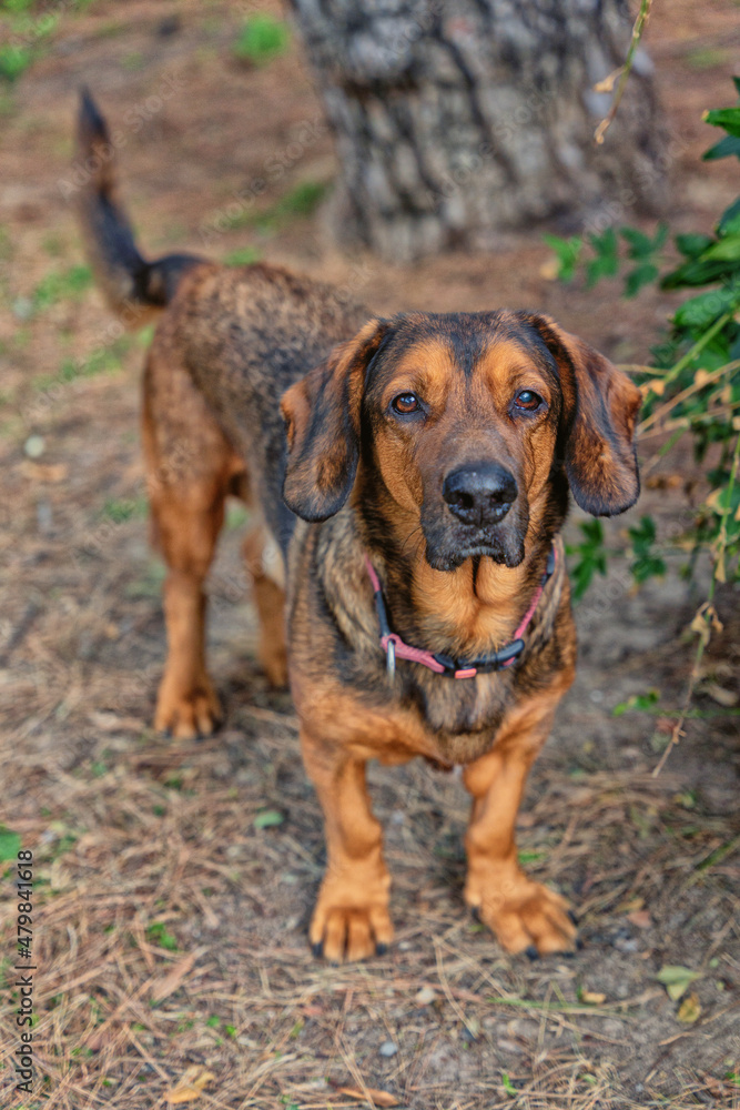 portrait of a dachshund