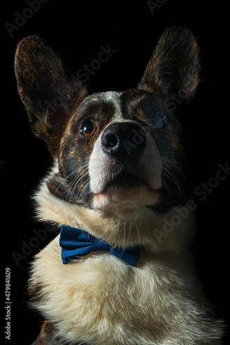 Pies rasy corgi cardigan brązowy na czarnym tle #479841609