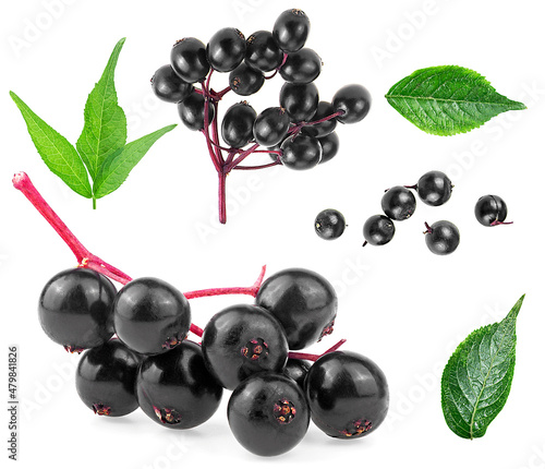 Set of European elderberry isolated on a white background. Elderberry leaves and black berries of elder. Sambucus.