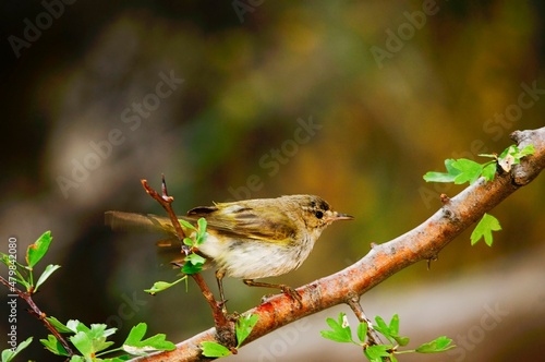 The papialbo mosquito is a species of passerine bird in the Phylloscopidae family photo