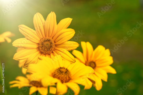 Background for text with yellow summer flowers. Romantic postcard.