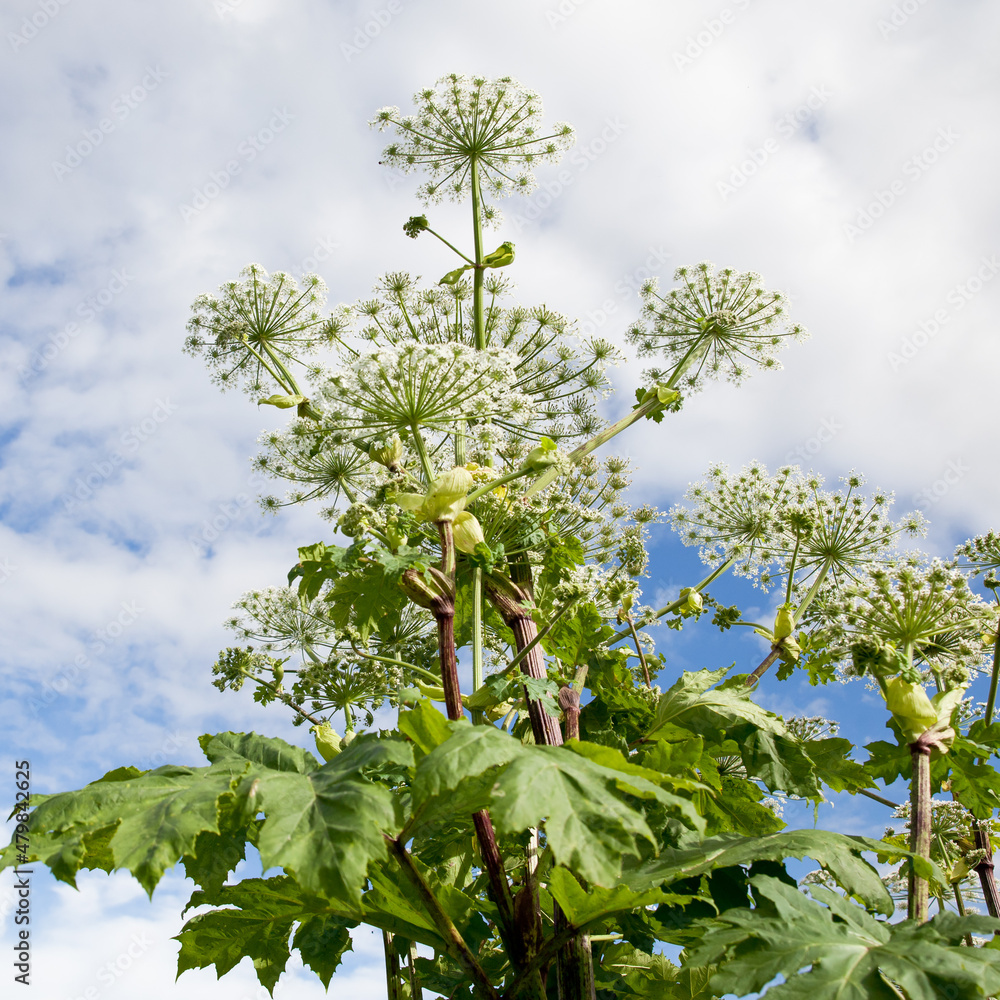 Lush Wild Giant Hogweed plant with blossom. Poisonous plant Lush Wild Giant Hogweed plant with blossom. Poisonous plant