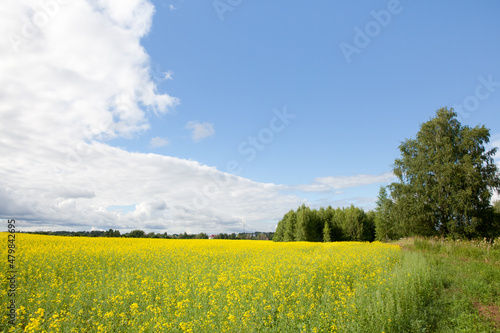 Fototapeta Naklejka Na Ścianę i Meble -  Yellow oilseed rape field under the blue sky with sun. Beautiful rape field with blue sky