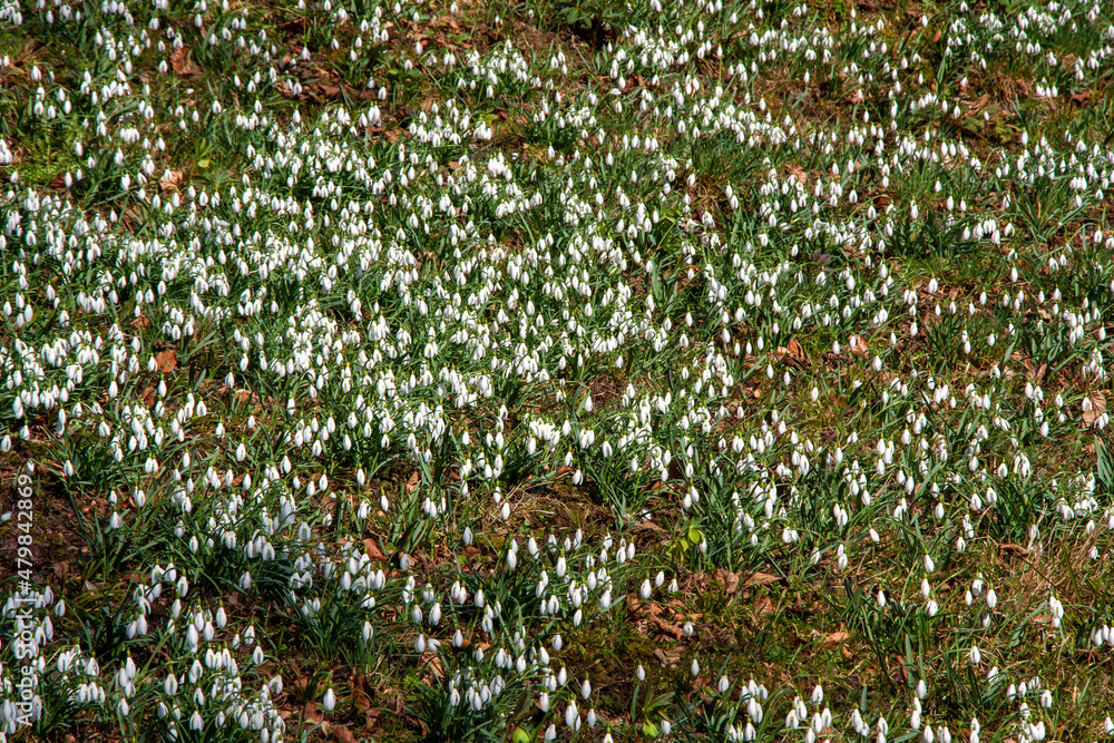 Feld von blühenden Schneeglöckchen