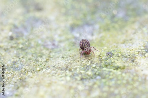 Globular springtail Dicyrtomina ornata or fusca in very close view