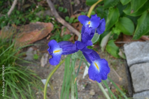 Blooming wild iris, scientific name Iris latifolia