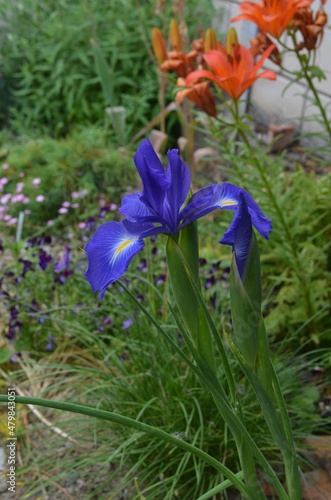 Blooming wild iris  scientific name Iris latifolia