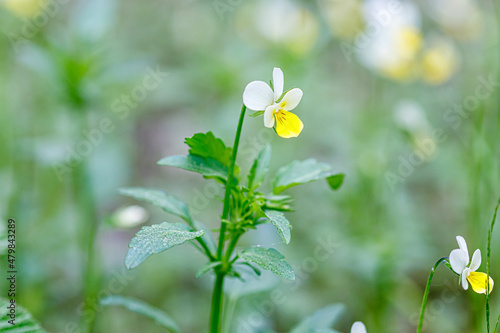 Beautiful spring flowering meadow of fresh flowers