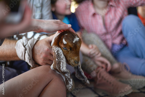 farmer taking care of cute goat baby. a farmer man holds yeanling. Man hugs brown baby goat. man holding young small baby goat pet animal domestic mammal