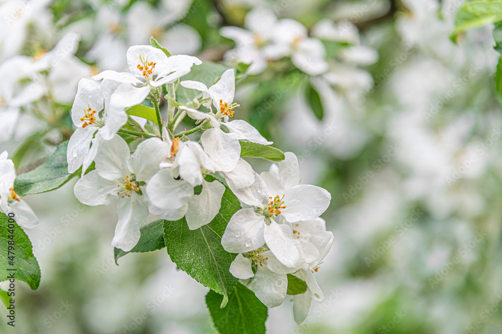 beautiful spring floral background of blooming apple tree branch in drops of water close up beautiful spring floral background of blooming apple tree branch in drops of water close up