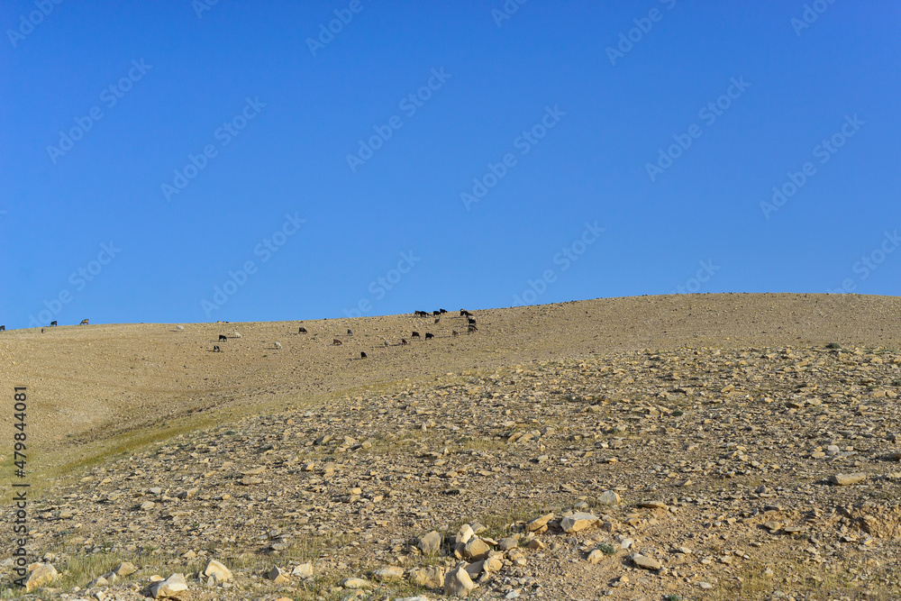 Stone Desert on the West Bank. Judean Desert in clear weather. White sand dunes and blue sky. Stony desert in the spring, green grass. Sand Hills of Judean Mountain, Israel. Stone Desert on the West Bank. Judean Desert in clear weather. White sand dunes and blue sky. Stony desert in the spring, green grass. Sand Hills of Judean Mountain, Israel.