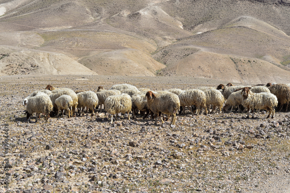 Sheep flock in naked mountains. Herd of Bedouin sheep in the desert on a hill with clear sky. sheep in the rocky desert, Israel. herd of sheep in mountainous desert landscape Sheep flock in naked mountains. Herd of Bedouin sheep in the desert on a hill with clear sky. sheep in the rocky desert, Israel. herd of sheep in mountainous desert landscape