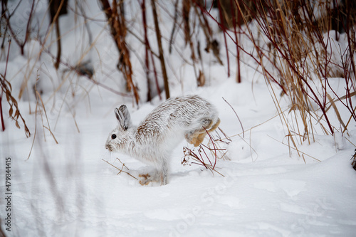 Snowshoe hare in snowy forest