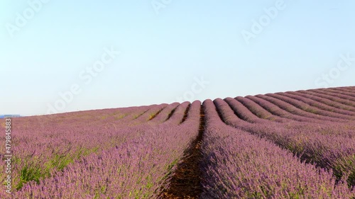 Zoom in of a beautiful lavender field in Spain photo
