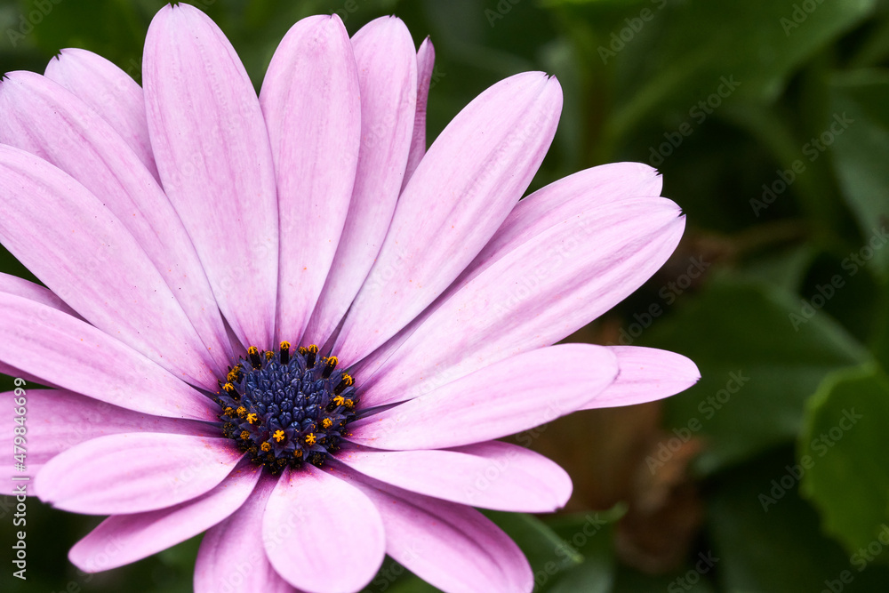Cape Daisy, Herbers oder Cape Marguerite. Close-Up Cape Daisy, Herbers oder Cape Marguerite. Close-Up