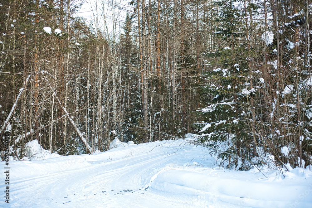 Winter road in the forest Winter road in the forest