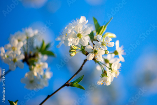 Blossom tree over nature background. © tutye