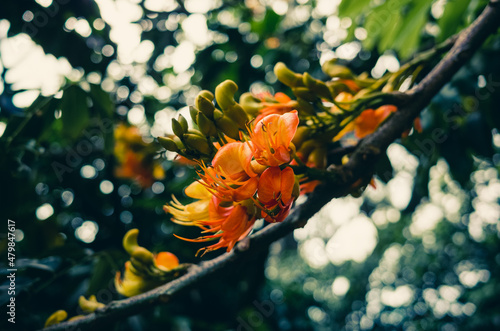 Castanospermum australe black bean tree photo