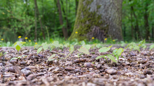 oak, seedlings, germinate, oak tree, detail, forest, tree, nature, woods, wood, trees, green, park, leaf, path, leaves, trunk, grass, spring, plant, outdoors, natural, brown
