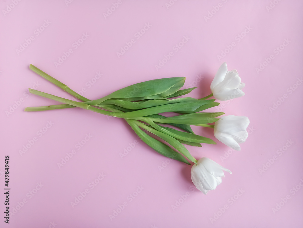 Spring flowers, a compliment to a woman. A bouquet of white tulips on a pink background. 