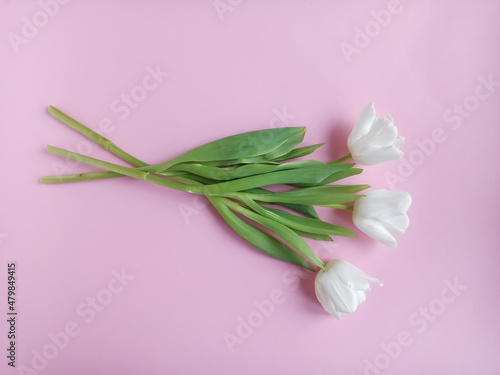 Spring flowers, a compliment to a woman. A bouquet of white tulips on a pink background. 