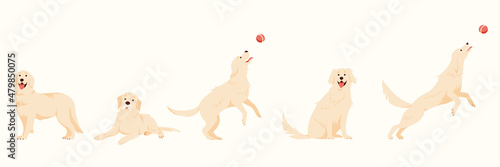 Labrador retrievers simple elements collection. Playful and cute doggy flat isolated set. Different hunting breed animals in trendy flat design.