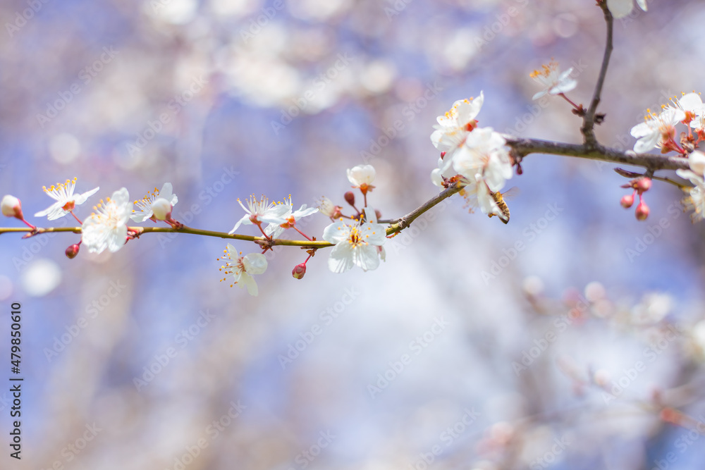 A twig of sakura with delicate white flowers in spring against a blue sky