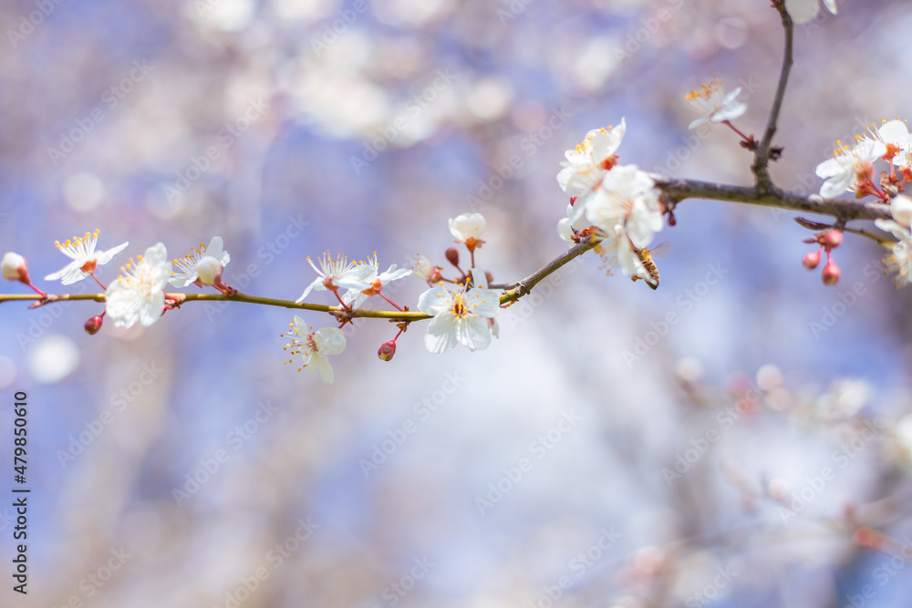 A twig of sakura with delicate white flowers in spring against a blue sky A twig of sakura with delicate white flowers in spring against a blue sky