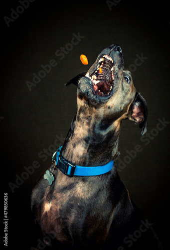 Dog with his mouth wide open catching a snack