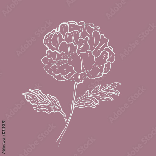 beautiful flower  linear flower pattern chrysanthemum peony beautiful love flower flower bud with petals and stem and leaves abstract violet peony light green background
