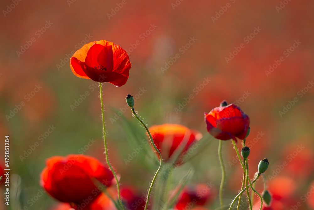 Obraz premium Poppy flower. A field of poppy flowers