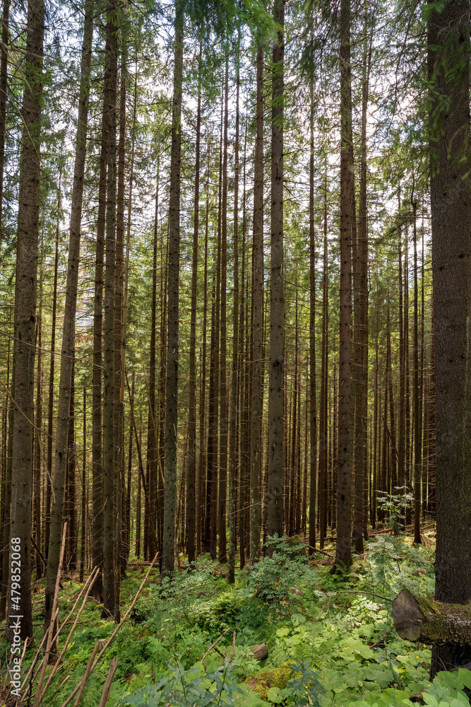 Vertical shot of tall birch trees in the mountains of Poland, Europe Vertical shot of tall birch trees in the mountains of Poland, Europe