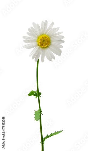 Beautiful daisy isolated on white background


