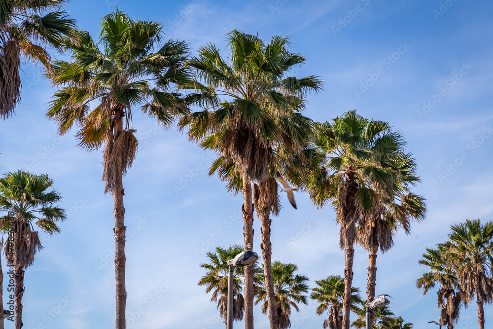 Palm trees on a clear blue day