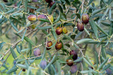 Close up photo of olives and branch or twig. Ripe olives harvest background concept.
