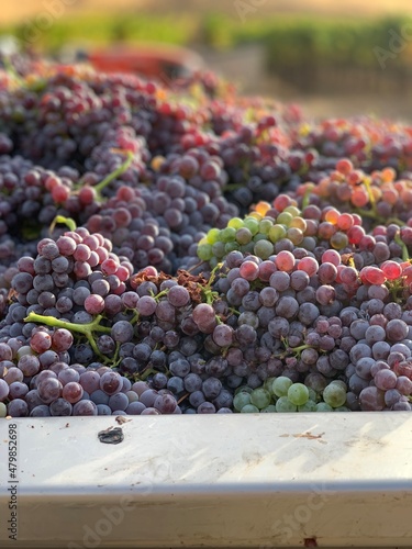 Grapes