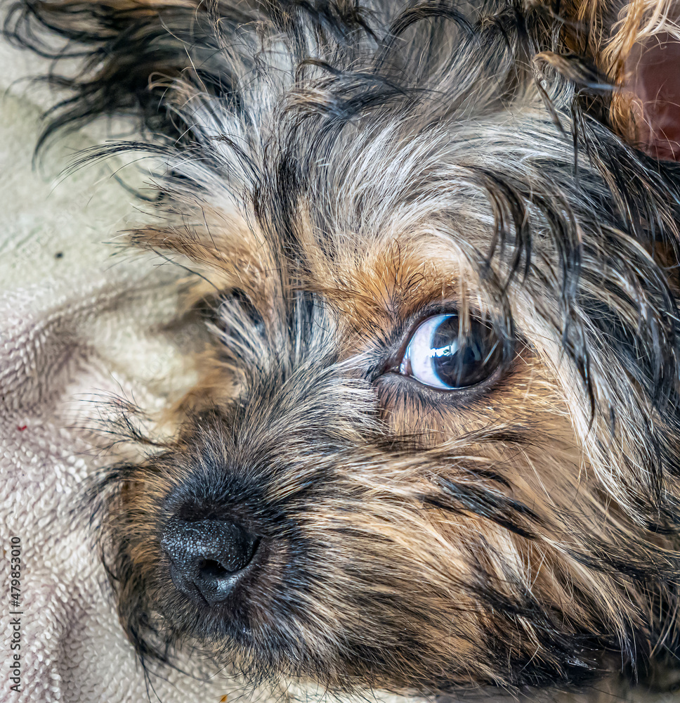 Yorkshire Terrier ,often shortened as Yorkie,