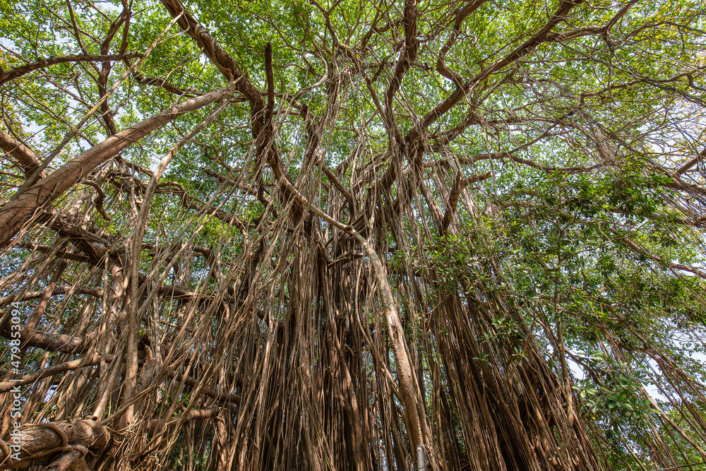 Fototapeta premium Old ancient Banyan tree with long roots that start at the top of the branches to the ground, India