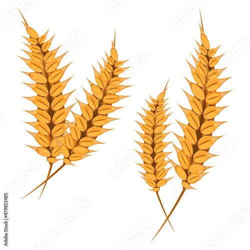 Grains of wheat concept vector illustration food