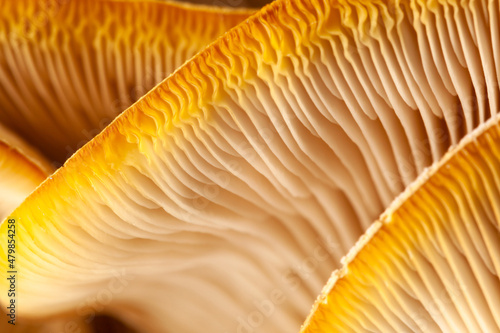 Mushrooms pattern for design. Oyster mushrooms. Healthy eating Eco food Vegetarian. Background. Soft focus