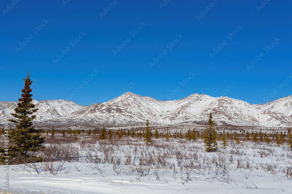 Fototapeta premium Afternoon landscape in Denali National Park and Preserve