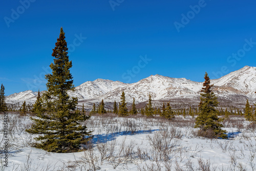 Afternoon landscape in Denali National Park and Preserve