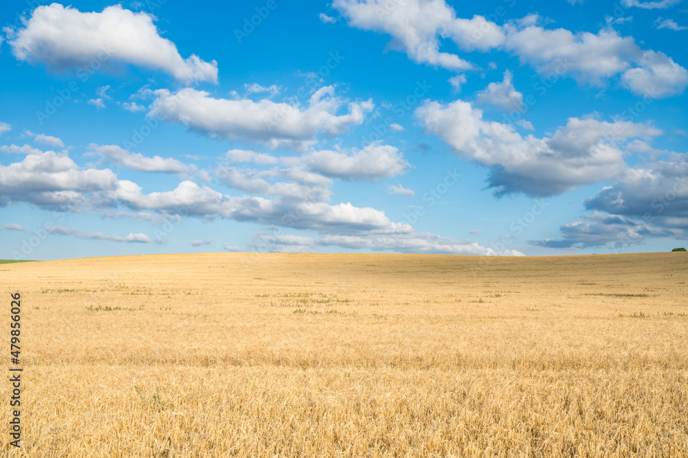 Wheat field landscape under blue sky