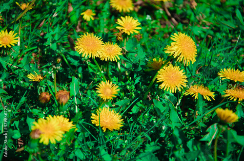 Spring landscape. Meadow of green grass and yellow dandelions close up