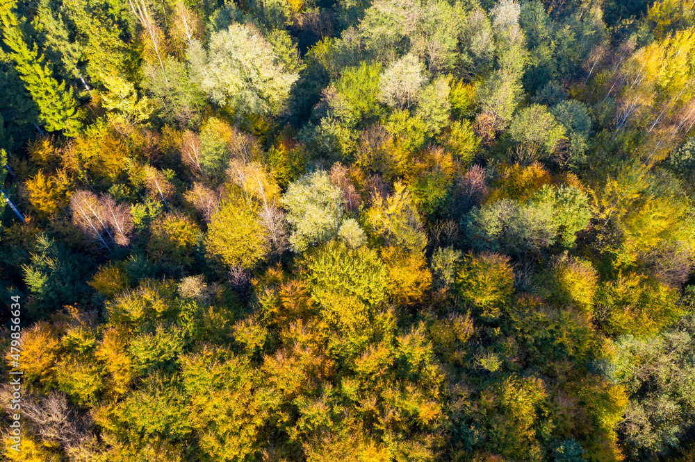 Wald im Herbst Wald im Herbst