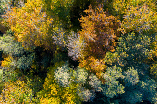 Wald im Herbst