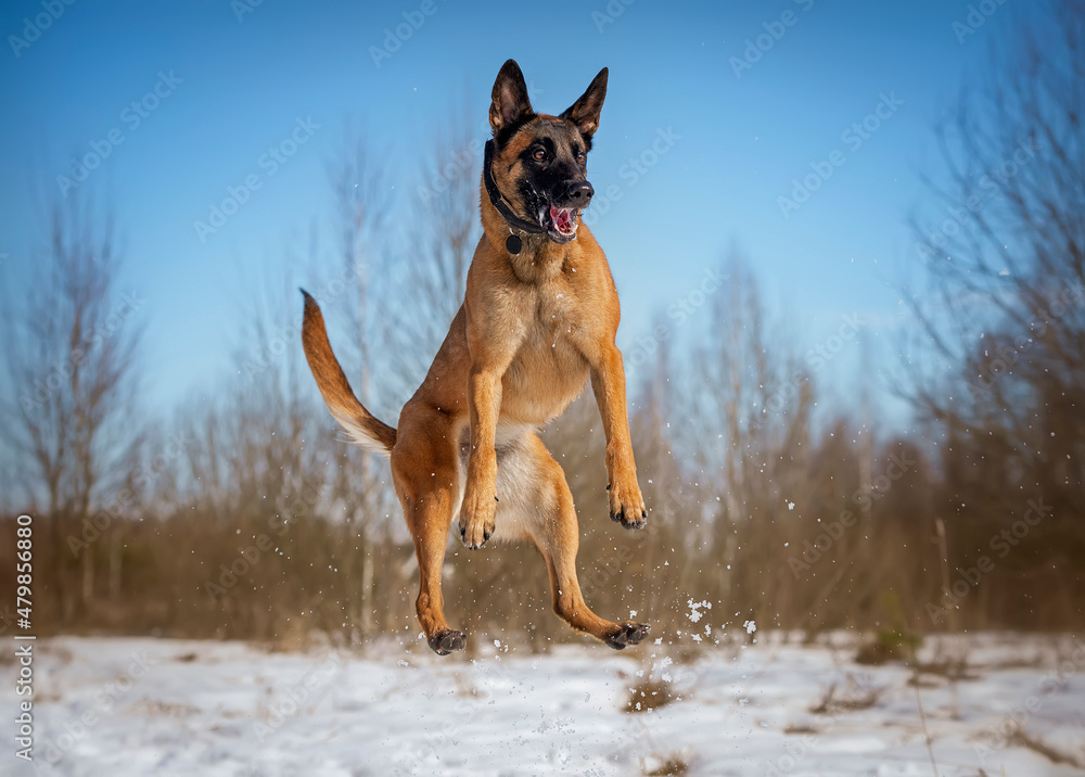 Jumping belgian shepherd malinois puppy
