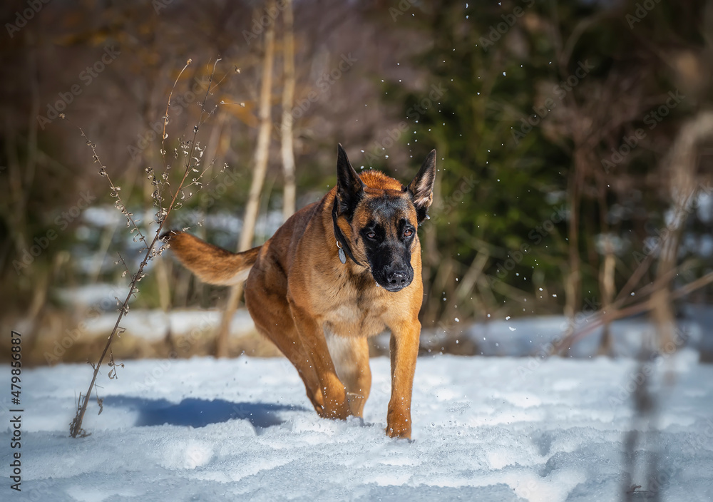 Belgian shepherd malinois dog running in the snow