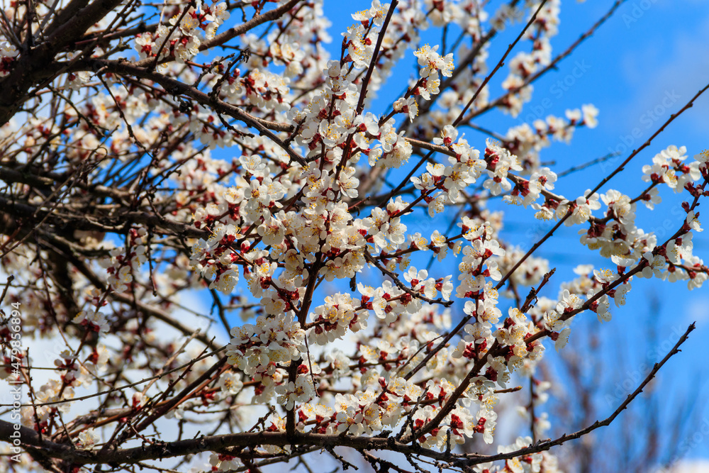 White blossom of apricot tree at spring White blossom of apricot tree at spring