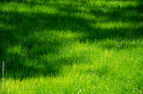 Field of green grass nature background